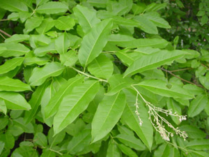 Sourwood leaves